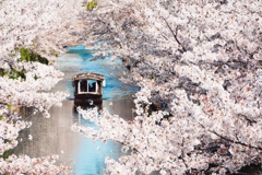 伏見の桜と十石舟