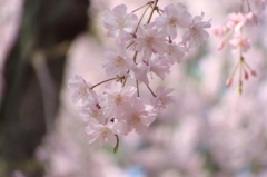 淡い枝垂桜