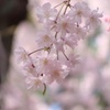 淡い枝垂桜