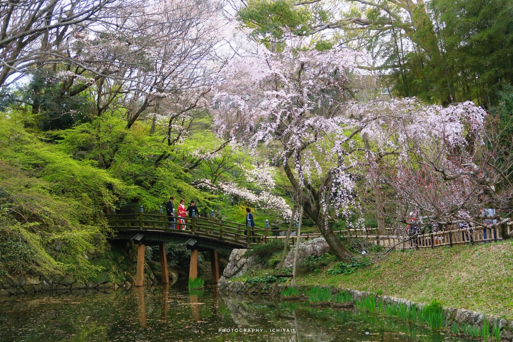 賑いは枝垂桜のもとで