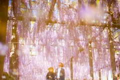 wisteria dream