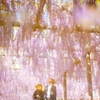 wisteria dream