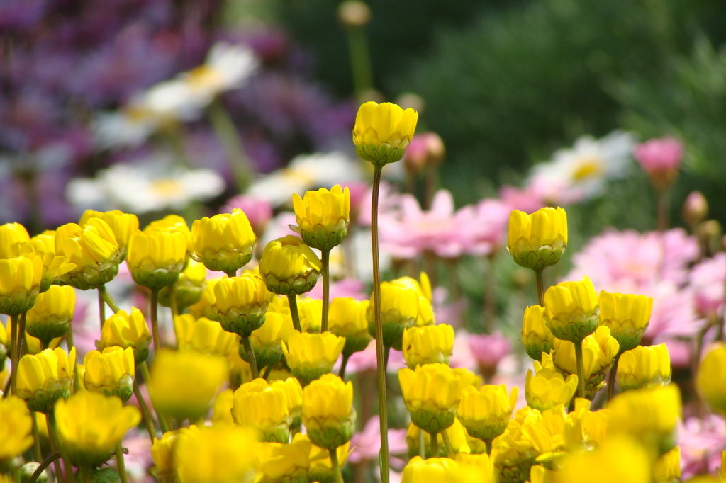 花　-　DSC07666