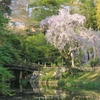 枝垂桜は朝陽を浴びて