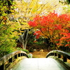 紅葉と橋と　-　IMGP0648