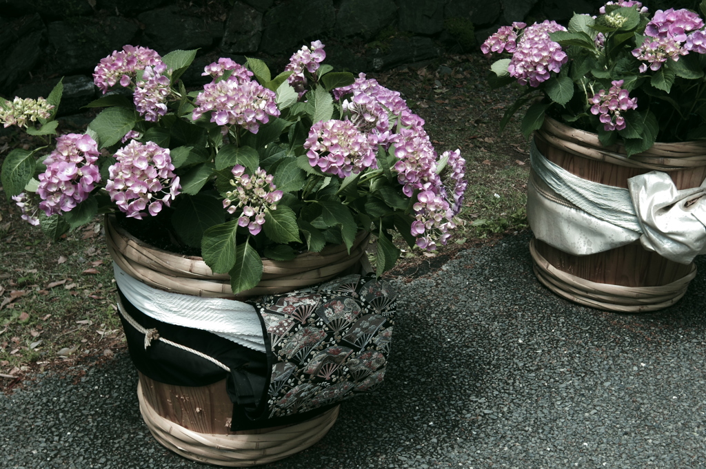 帯と紫陽花　-　IMGP2741