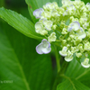 梅雨入りのかたわら