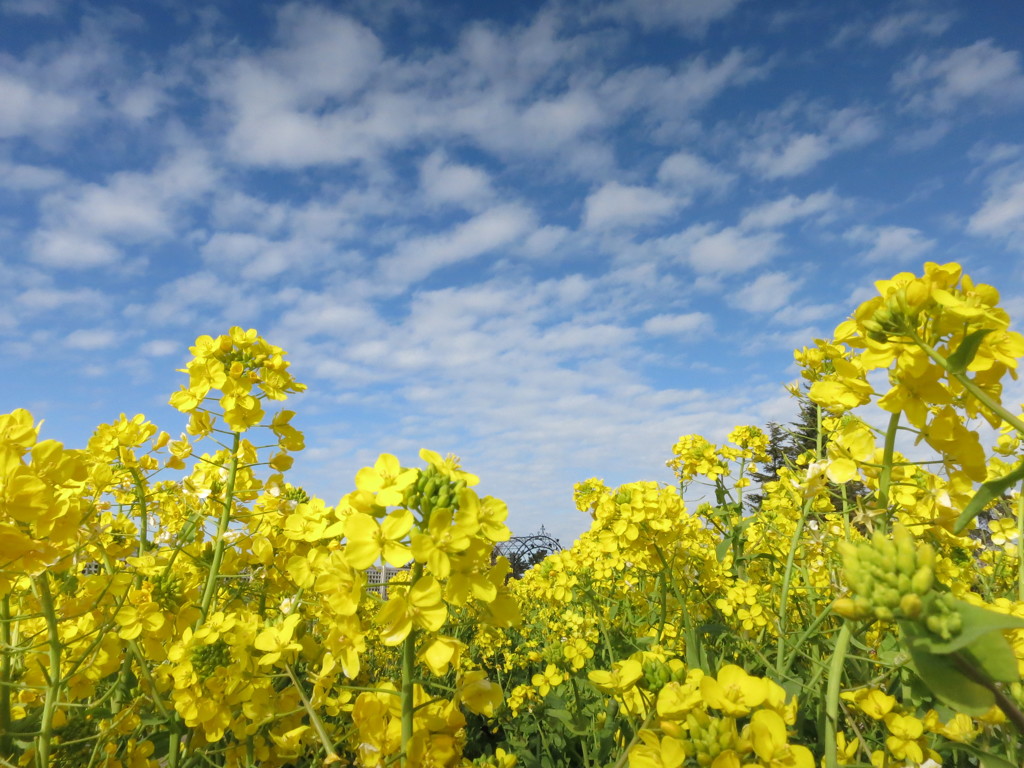 空と菜の花と　-　IMG_1855