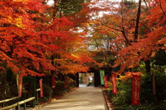 油山寺紅葉