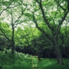Entrance in the forest