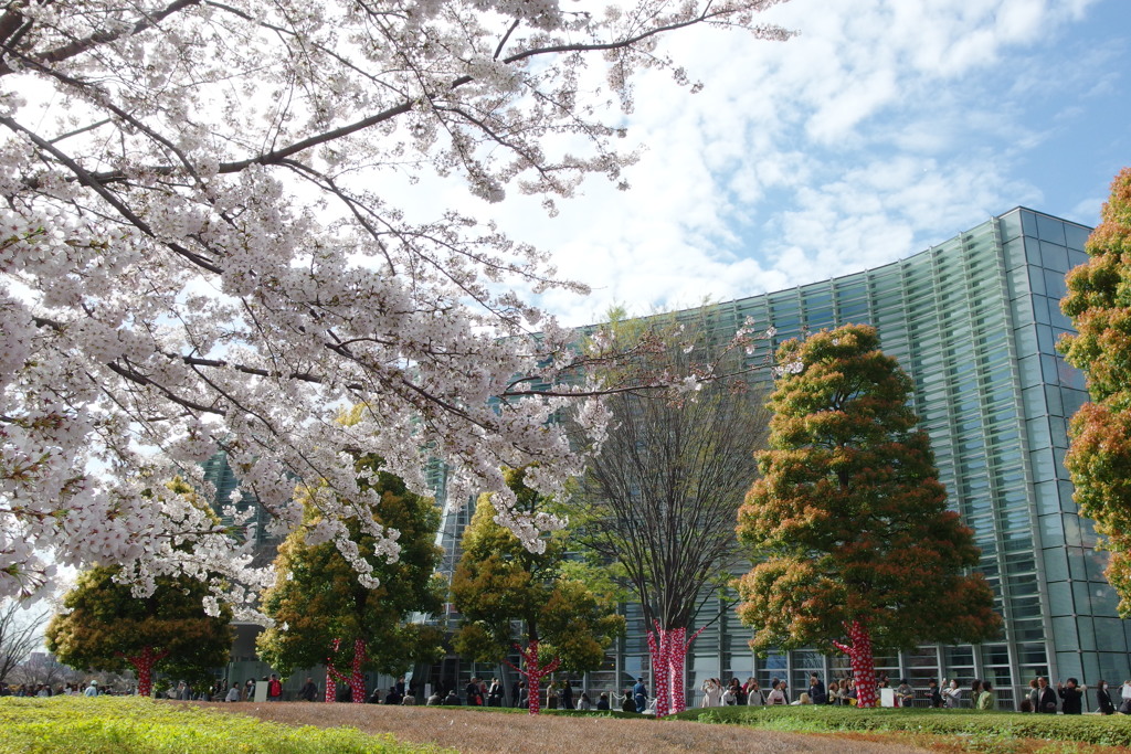 国立新美術館と桜