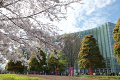 国立新美術館と桜