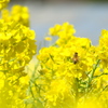 菜の花とミツバチ　-　DSC07259