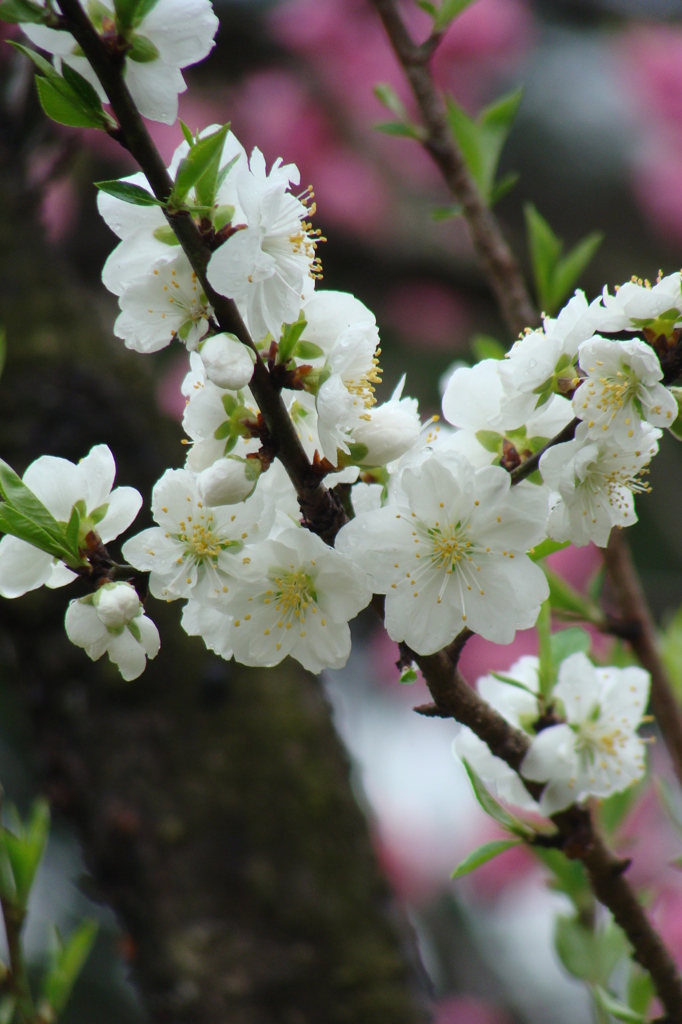 京都御苑の桜　-　DSC07460
