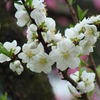 京都御苑の桜　-　DSC07460