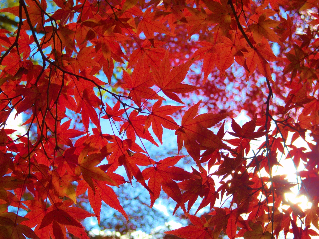 紅葉　-　IMGP0664