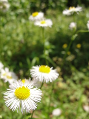 花　-　DSC05851