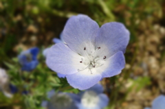 花　-　DSC07724