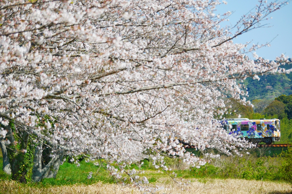 桜彩るうなぴっぴ