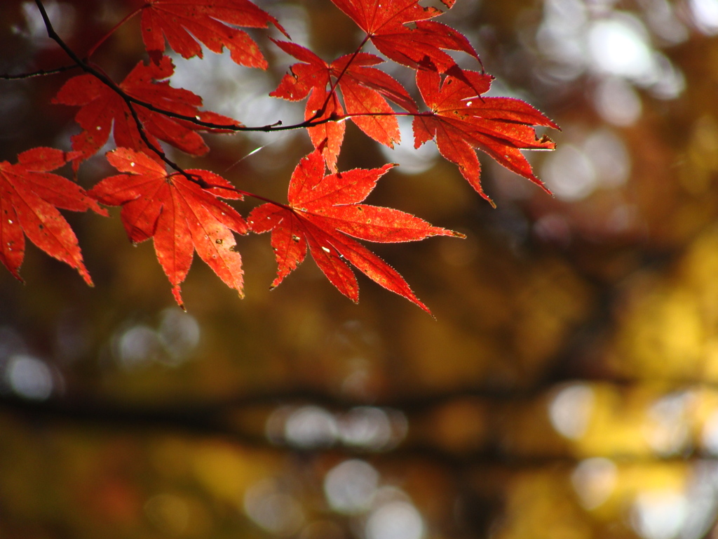 紅葉　-　DSC08336