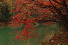 枝垂紅葉