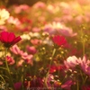 remember the light
