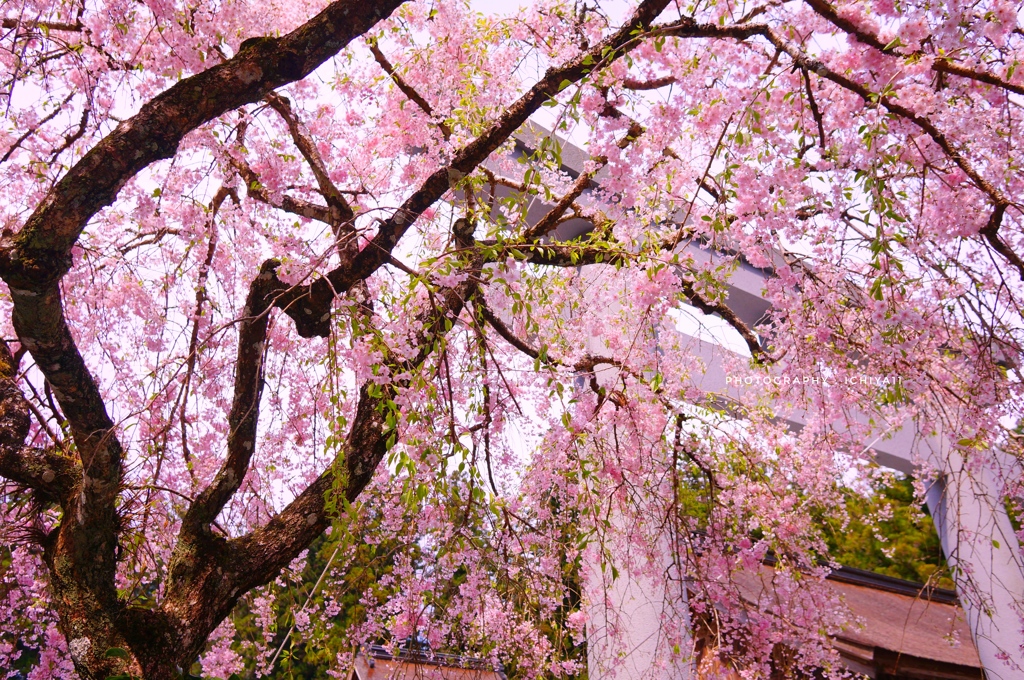 枝垂れる桜と鳥居