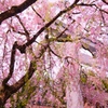 枝垂れる桜と鳥居