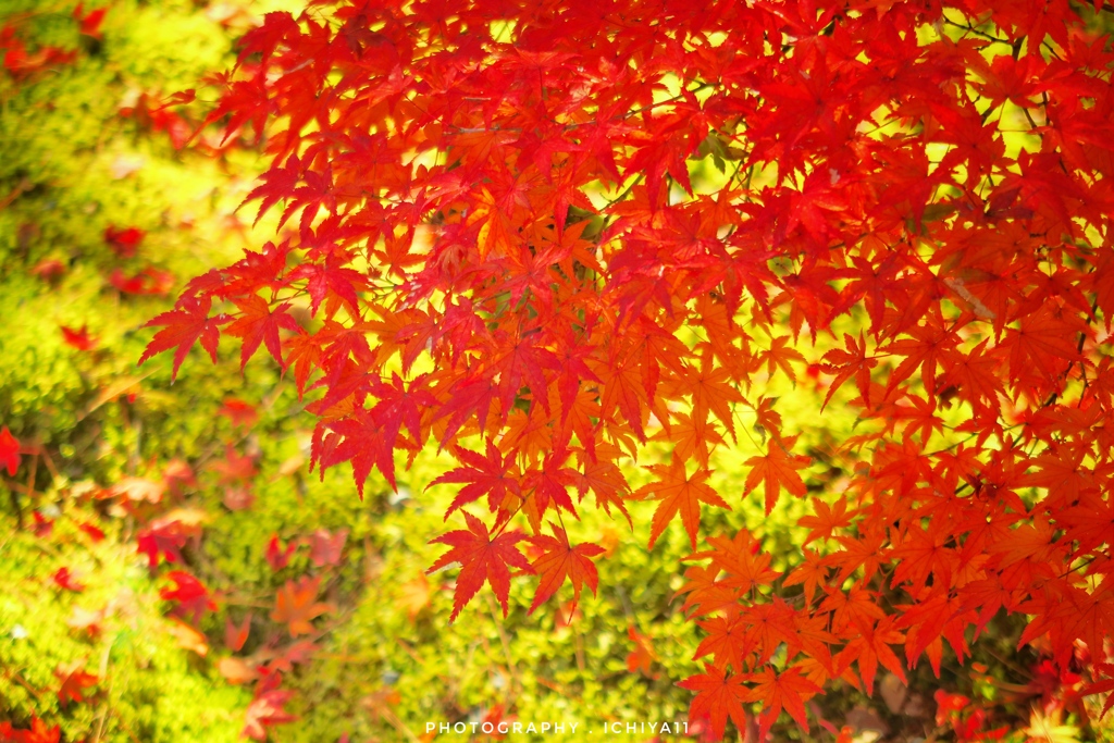 苔と紅葉