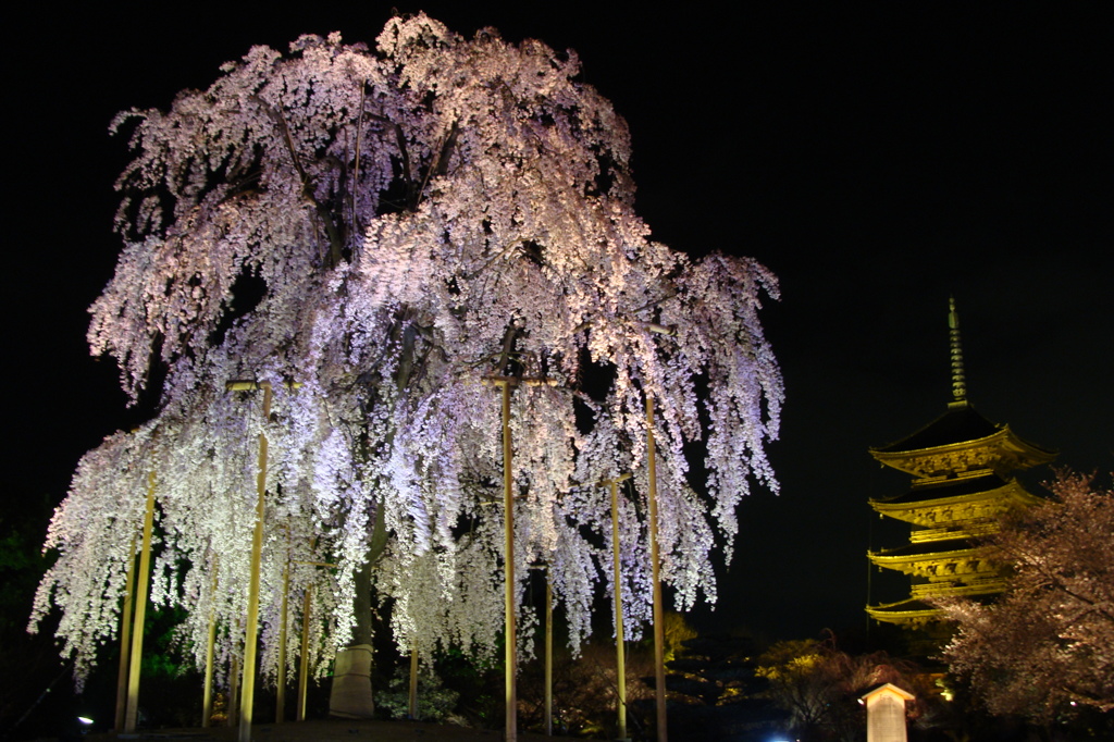 桜の東寺　-　DSC07490