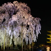 桜の東寺　-　DSC07490