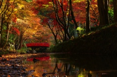 小國神社 紅葉 弐