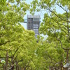並木の向こう側　-　DSC09946