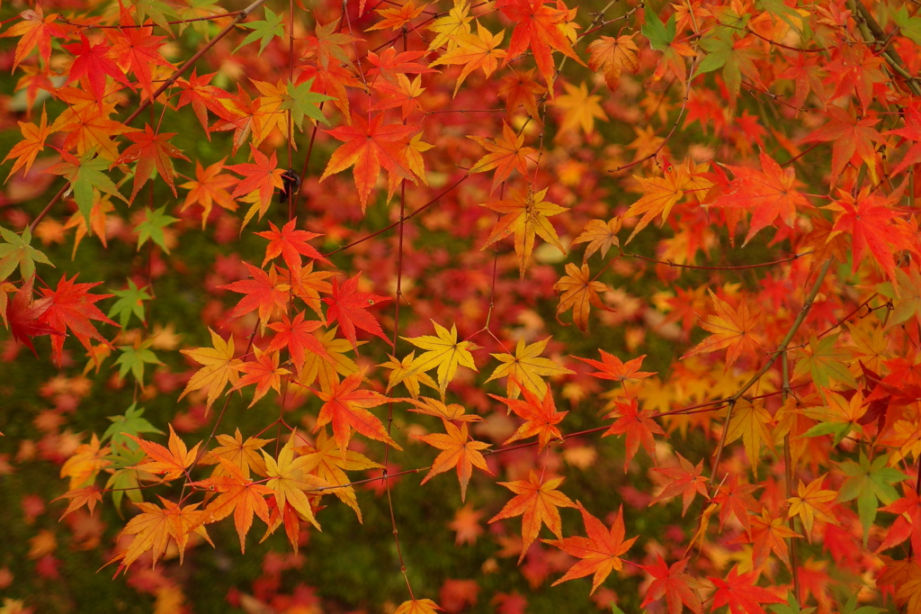 大覚寺紅葉