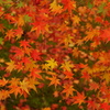 大覚寺紅葉