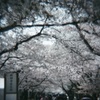 醍醐寺の桜#2