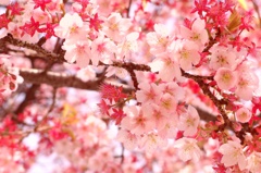 熱海の桜