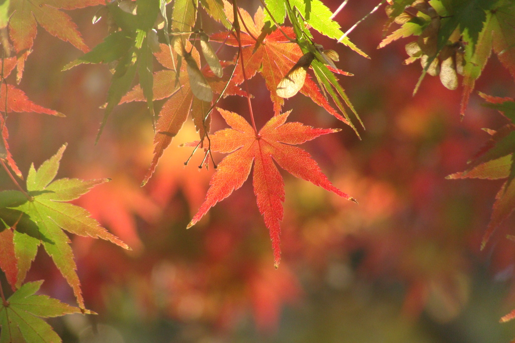 紅葉　-　DSC08214