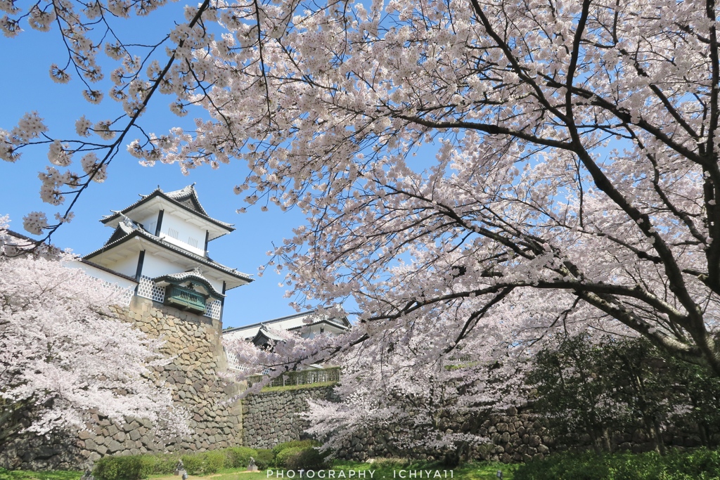 桜纏う石川門