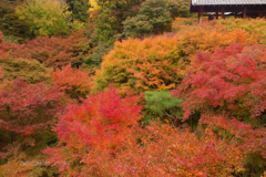 東福寺 紅葉参