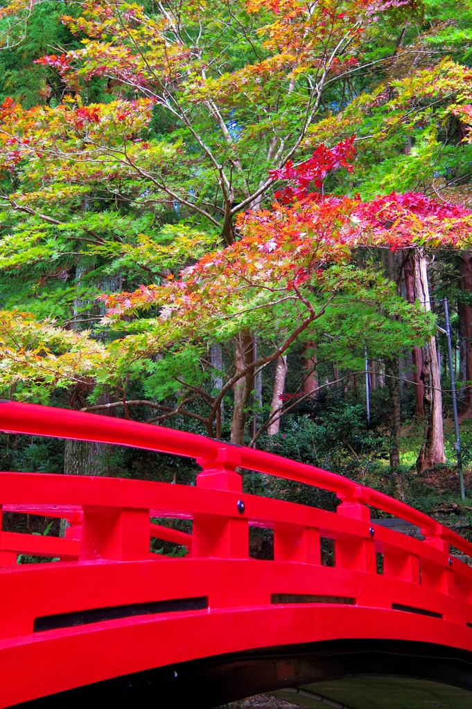 紅橋と共に　-　IMGP0602
