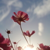autumn sky