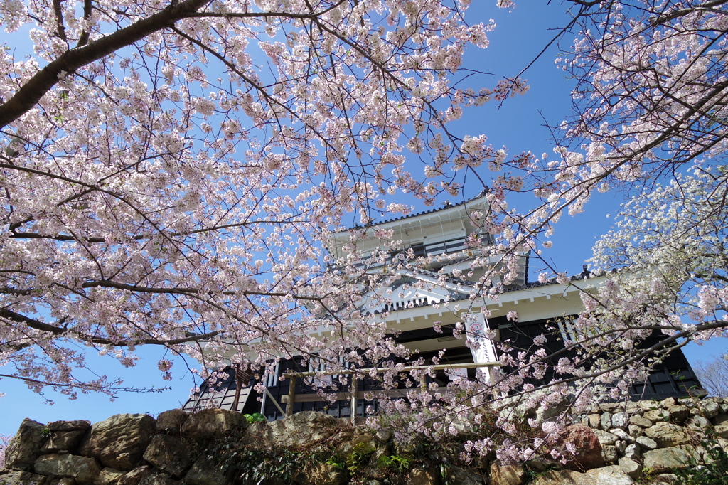 桜舞う出世城