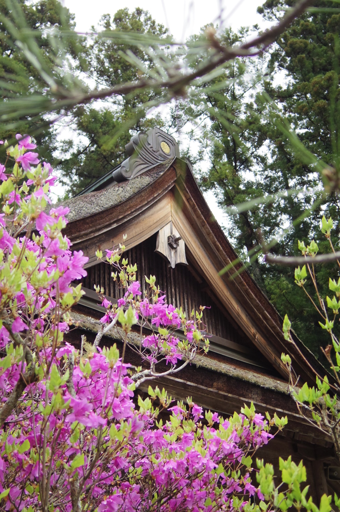  小國神社にて　-　IMGP2583