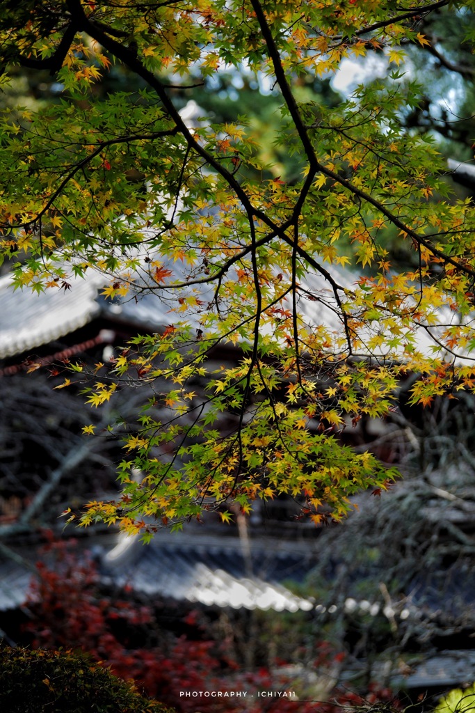 龍潭寺を彩る