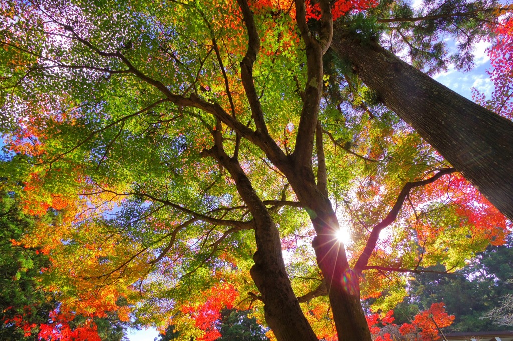 錦色と光芒