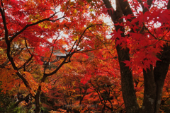 東福寺 紅葉