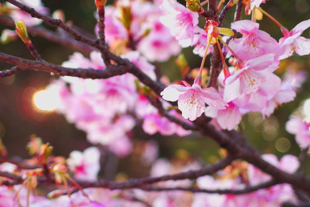 夕陽桜