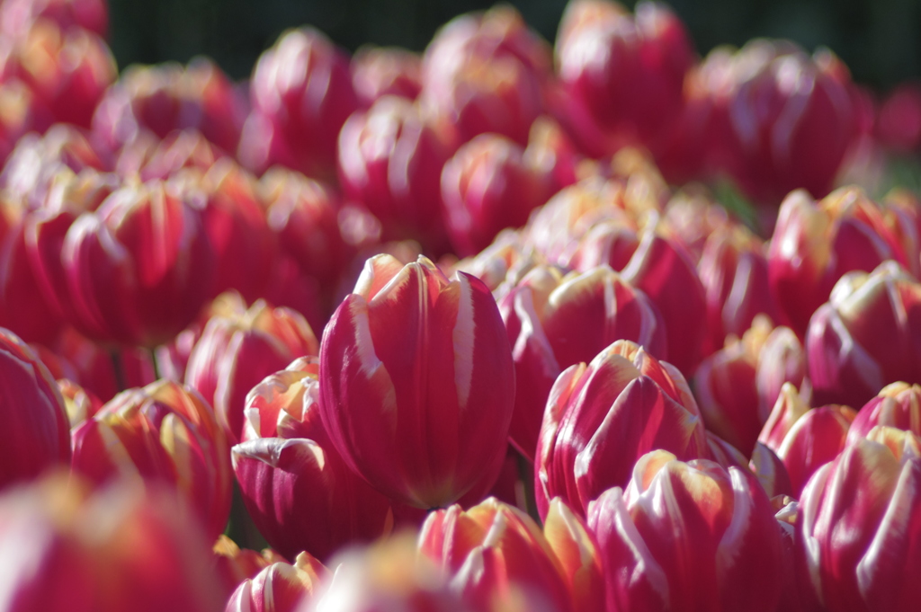 magenta　-　IMGP1439
