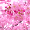 飯田公園之桜　参